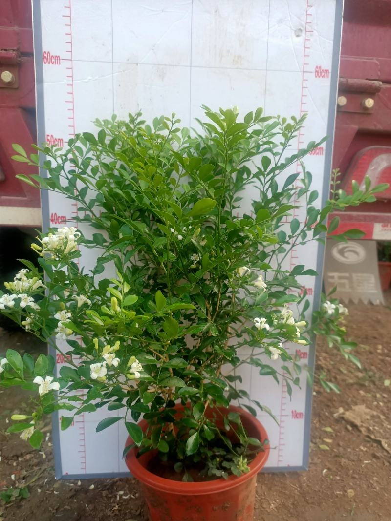 青州学起花卉基地，九里香（百里香）大量现货，可视频看货！