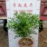 青州学起花卉基地,九里香(百里香)大量现货,可视频看货!