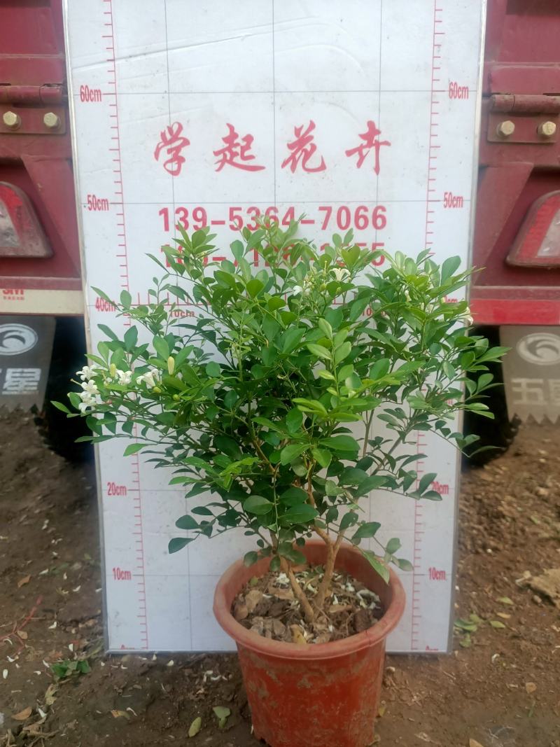 青州学起花卉基地，九里香（百里香）大量现货，可视频看货！