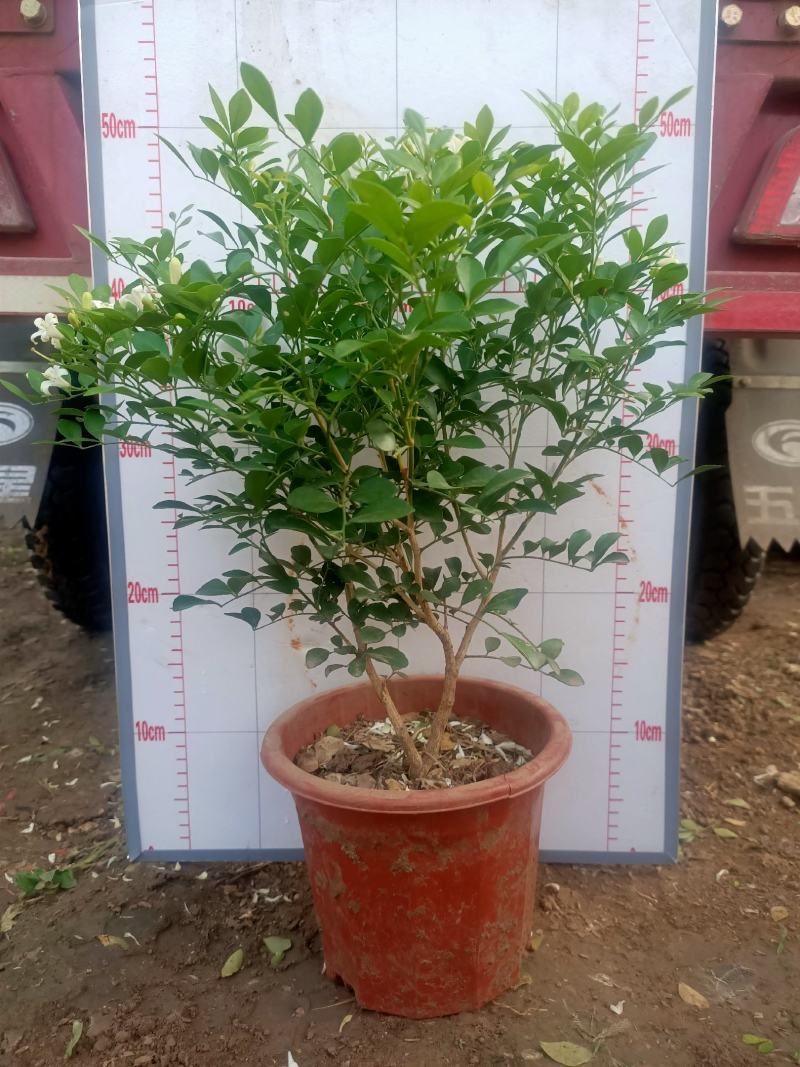 青州学起花卉基地，九里香（百里香）大量现货，可视频看货！