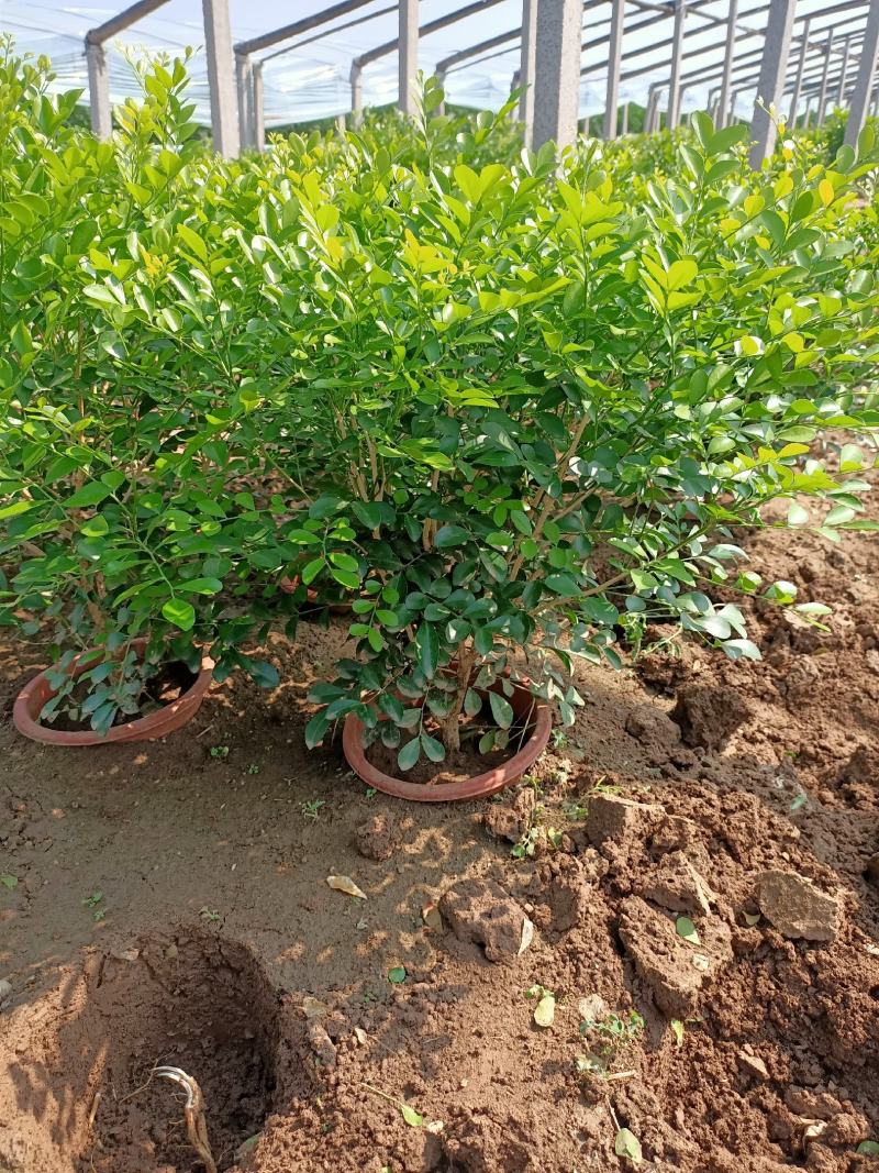 青州学起花卉基地，九里香（百里香）大量现货，可视频看货！