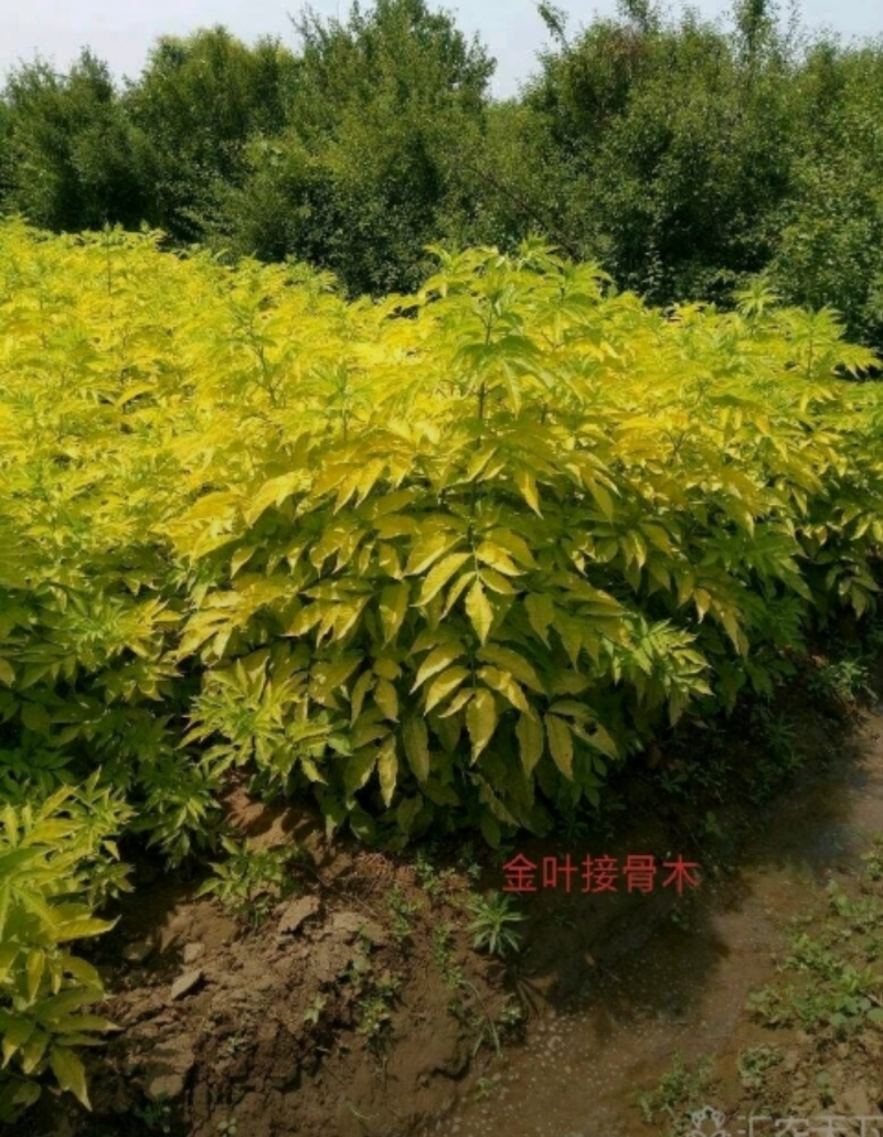 金叶接骨木80/100/120/150/180价格优惠