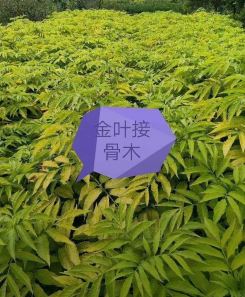 金叶接骨木80/100/120/150/180价格优惠