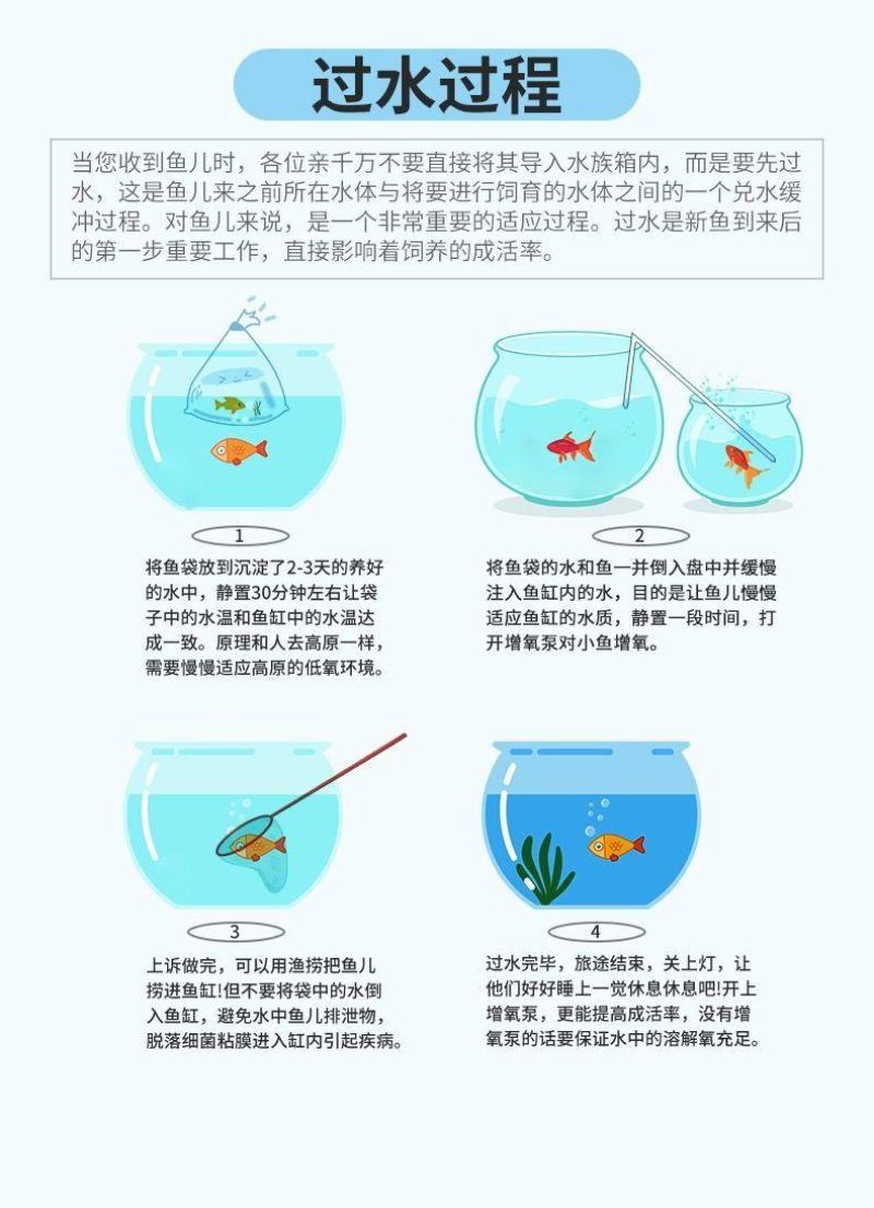 银龙鱼活体发财招财鱼大中型淡水鱼风水鱼金龙鱼龙热带观赏鱼