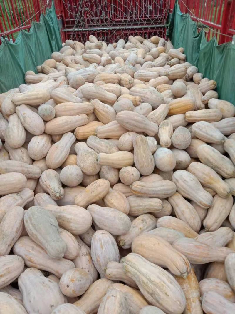 老南瓜吊瓜金韩蜜本南瓜红肉蜜本南瓜大南瓜枕头南瓜