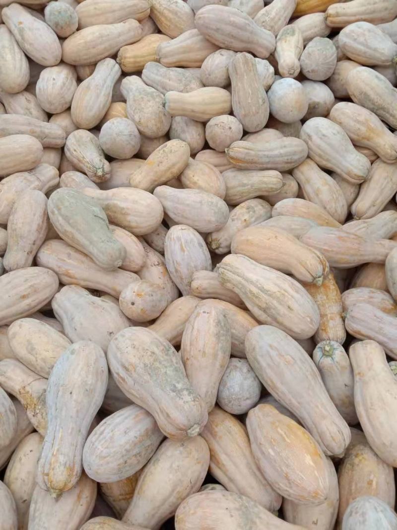 老南瓜吊瓜金韩蜜本南瓜红肉蜜本南瓜大南瓜枕头南瓜