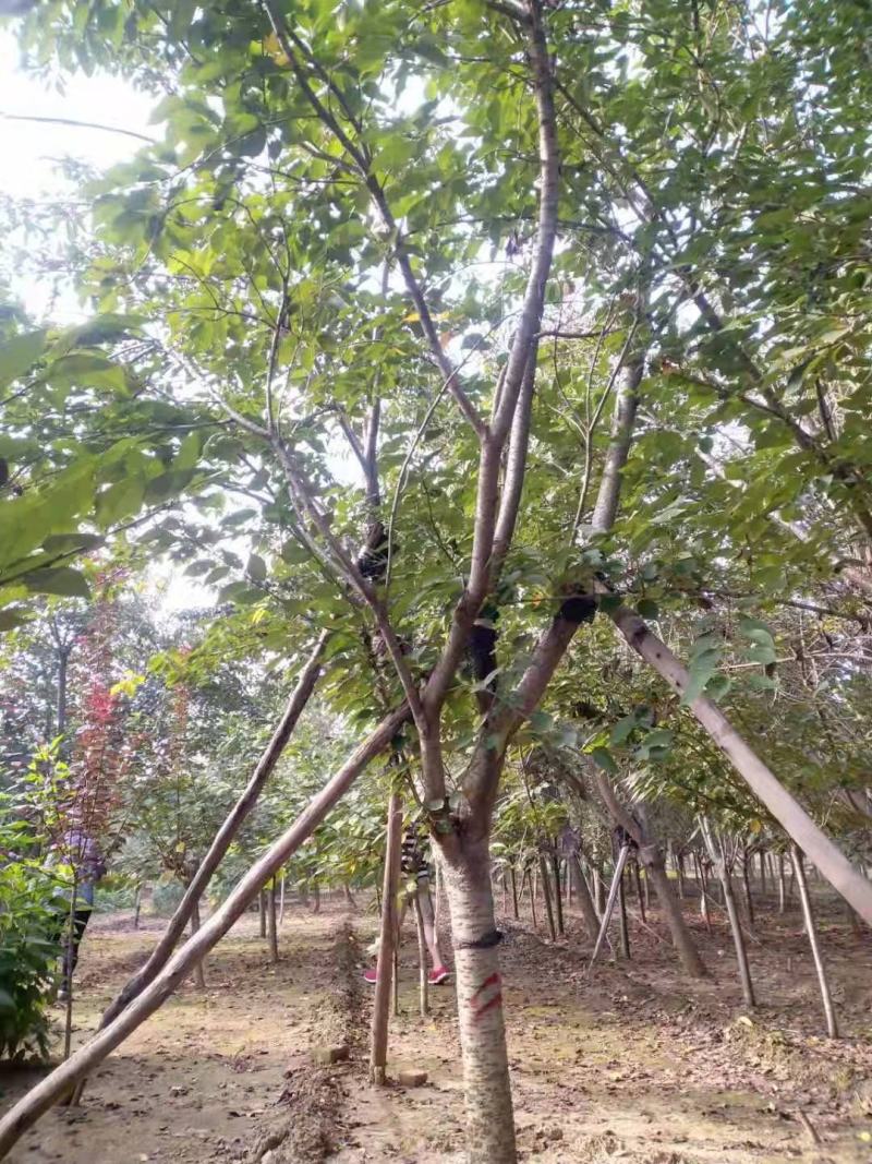 樱花