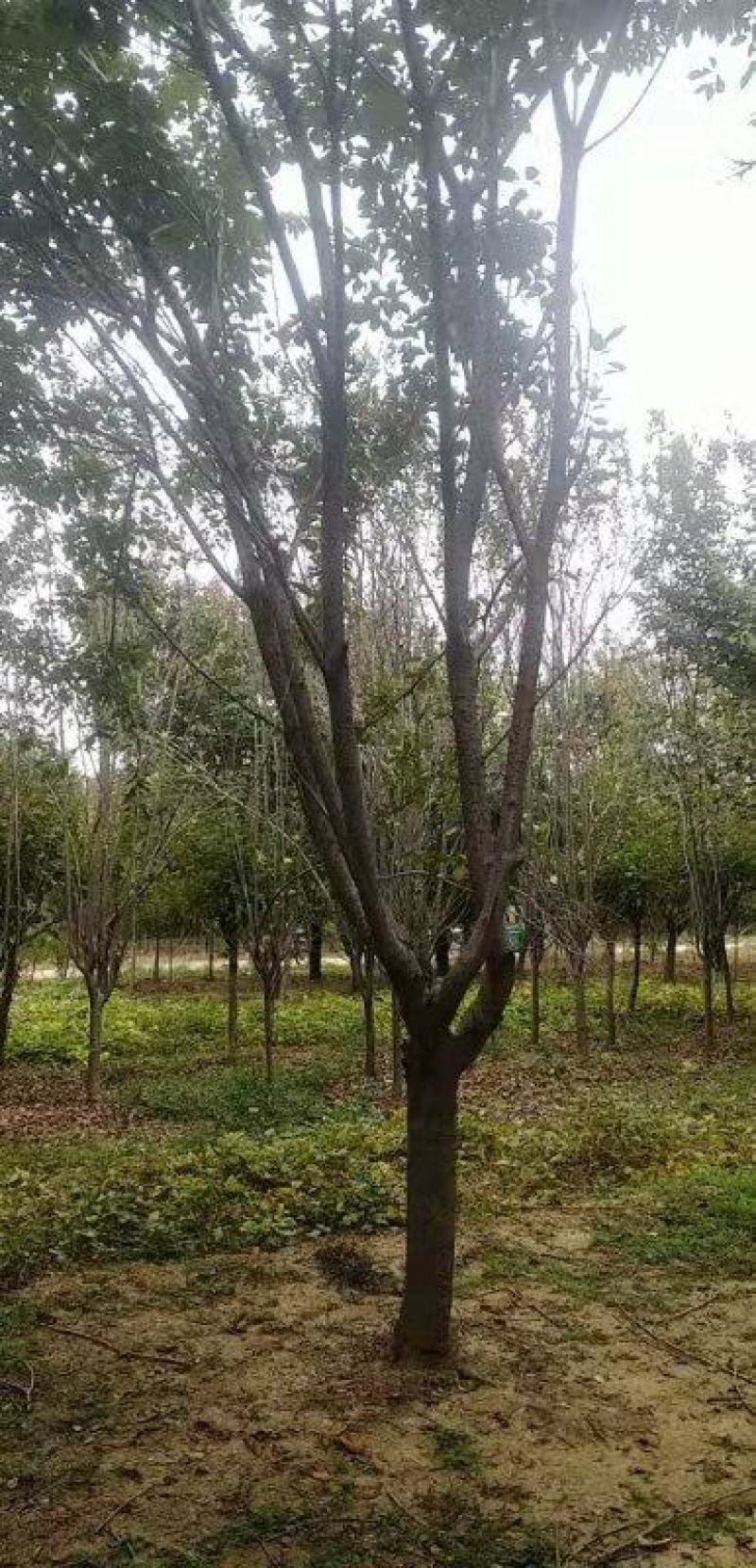 樱花