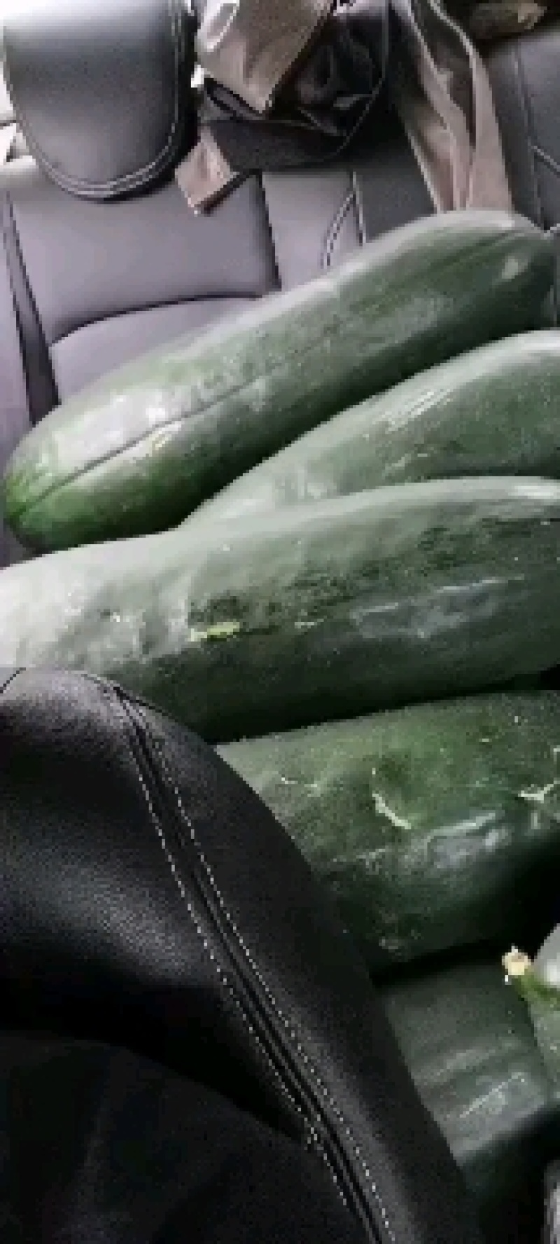 黑皮地冬瓜非吊黑铁柱实心冬瓜长条冬瓜广西冬瓜品种