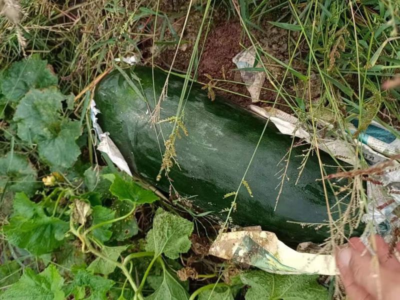 黑皮地冬瓜非吊黑铁柱实心冬瓜长条冬瓜广西冬瓜品种
