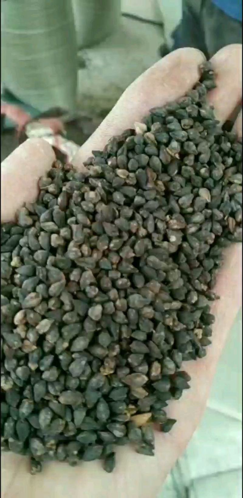 苦荞麦，精选过比重机，线上交易有保障，可视频看