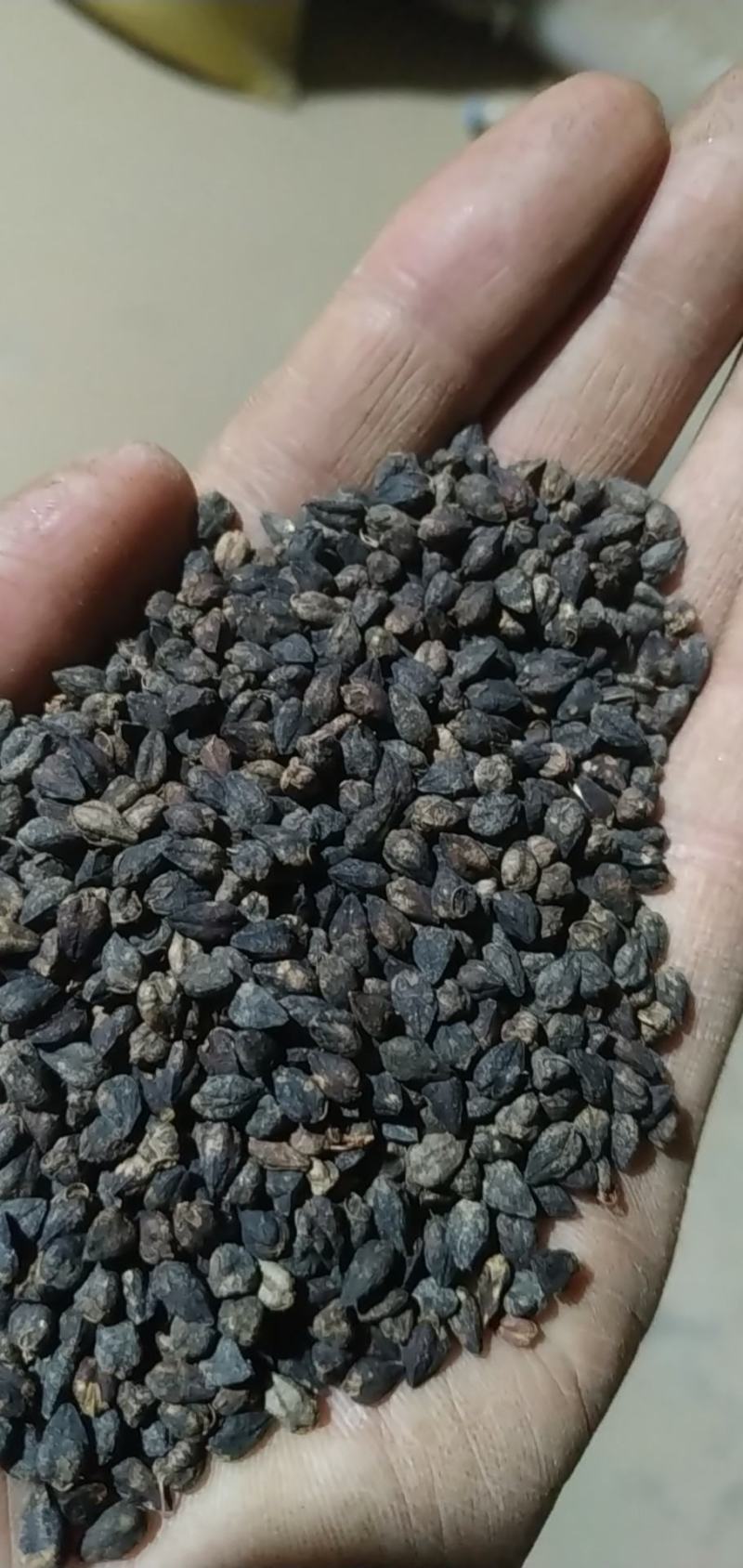 苦荞麦，精选过比重机，线上交易有保障，可视频看