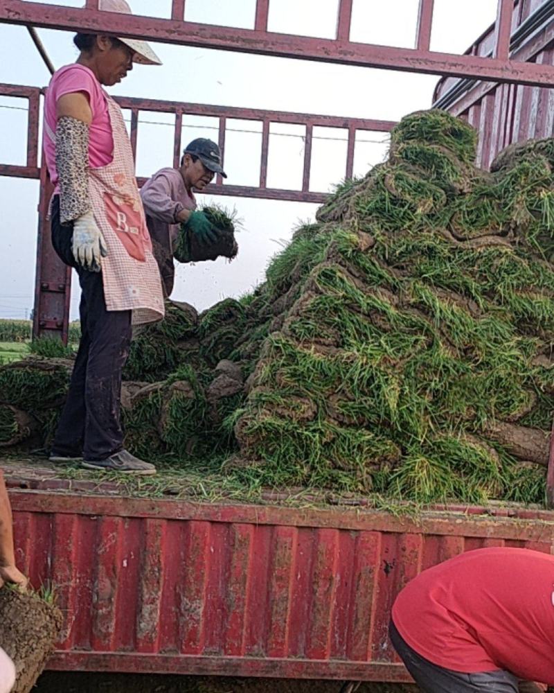 四季青草皮高羊毛草皮早熟禾草皮混播草皮