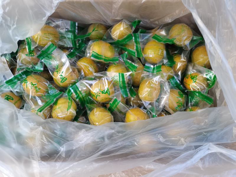 黄金罗汉果低温果传统罗汉果