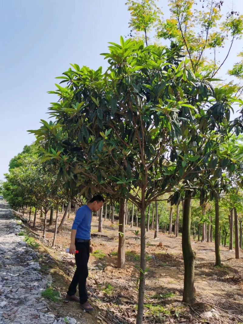 基地供应各种规格枇杷树，园林绿化工程庭院景观美化！