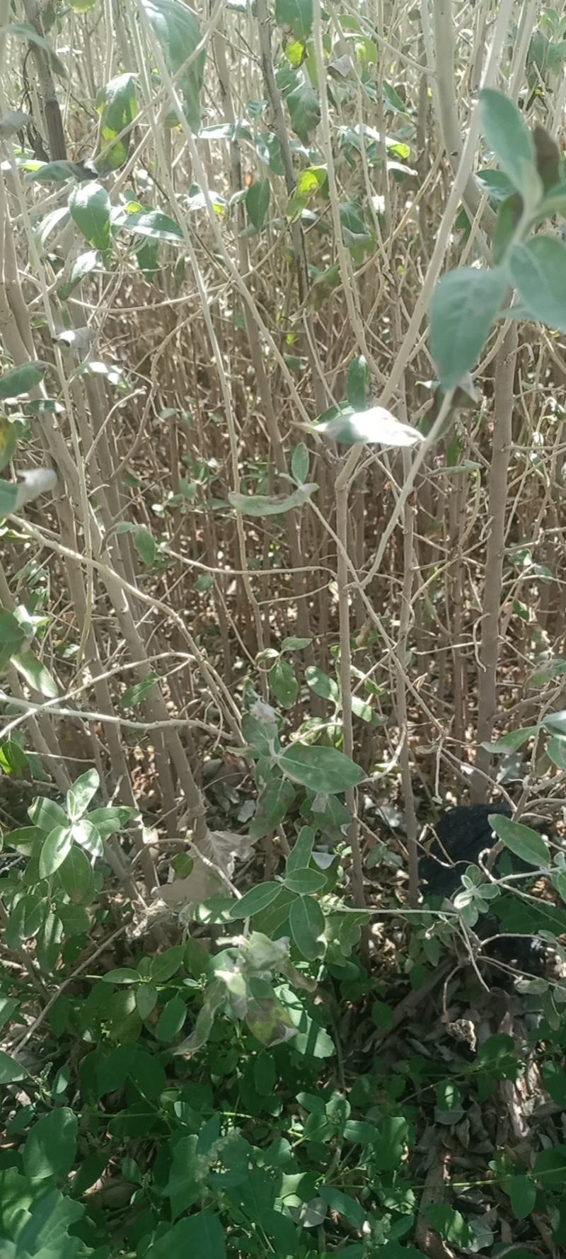 梭梭苗沙枣苗/四翅滨藜苗一年生有需要的联系