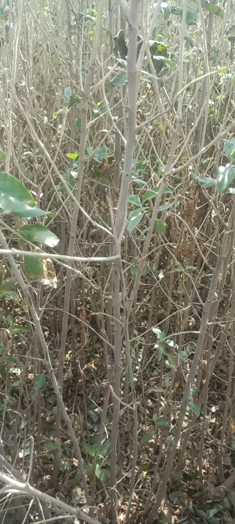 梭梭苗沙枣苗/四翅滨藜苗一年生有需要的联系