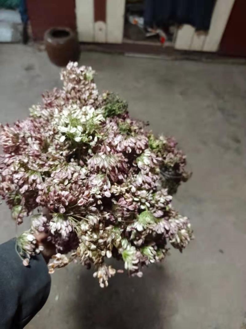 当归种子，岷县纯新当归种子，免费提供种植技术