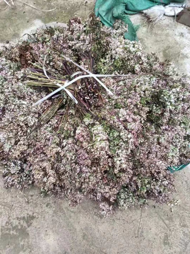 当归种子，岷县纯新当归种子，免费提供种植技术