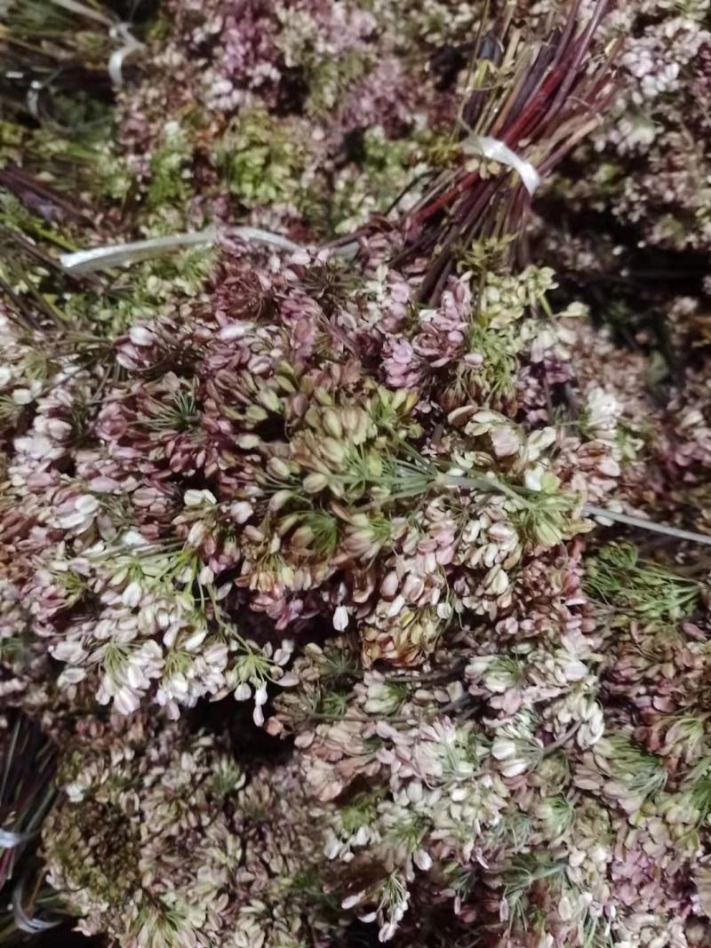 当归种子，岷县纯新当归种子，免费提供种植技术