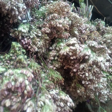 当归种子，岷县纯新当归种子，免费提供种植技术