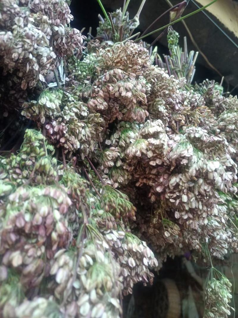 当归种子，岷县纯新当归种子，免费提供种植技术