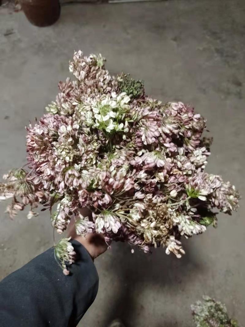 当归种子，岷县纯新当归种子，免费提供种植技术