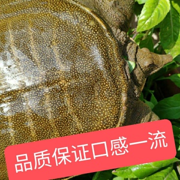 各种规格甲鱼苗场地直销鲜活到家元鱼水鱼中华鳖黄背甲鱼