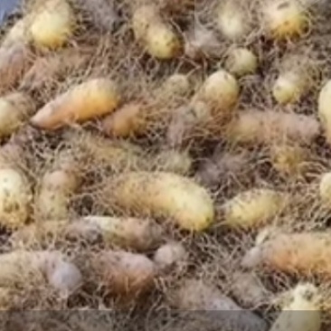阳春河口甜薯，毛薯