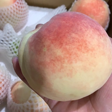 各种红毛桃不同季节不同品种到十月份都有货无伤无坏好货