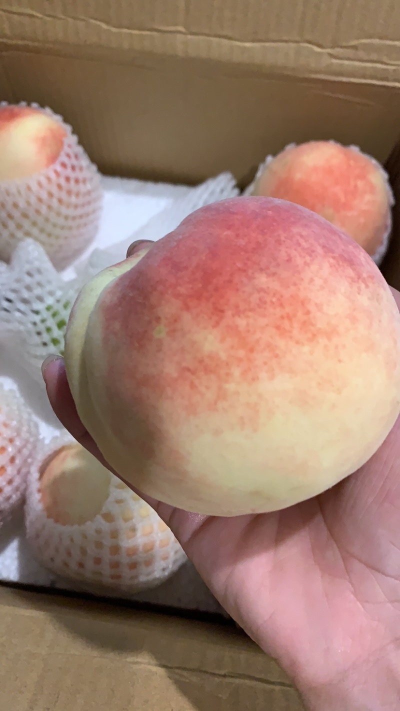 各种红毛桃不同季节不同品种到十月份都有货无伤无坏好货