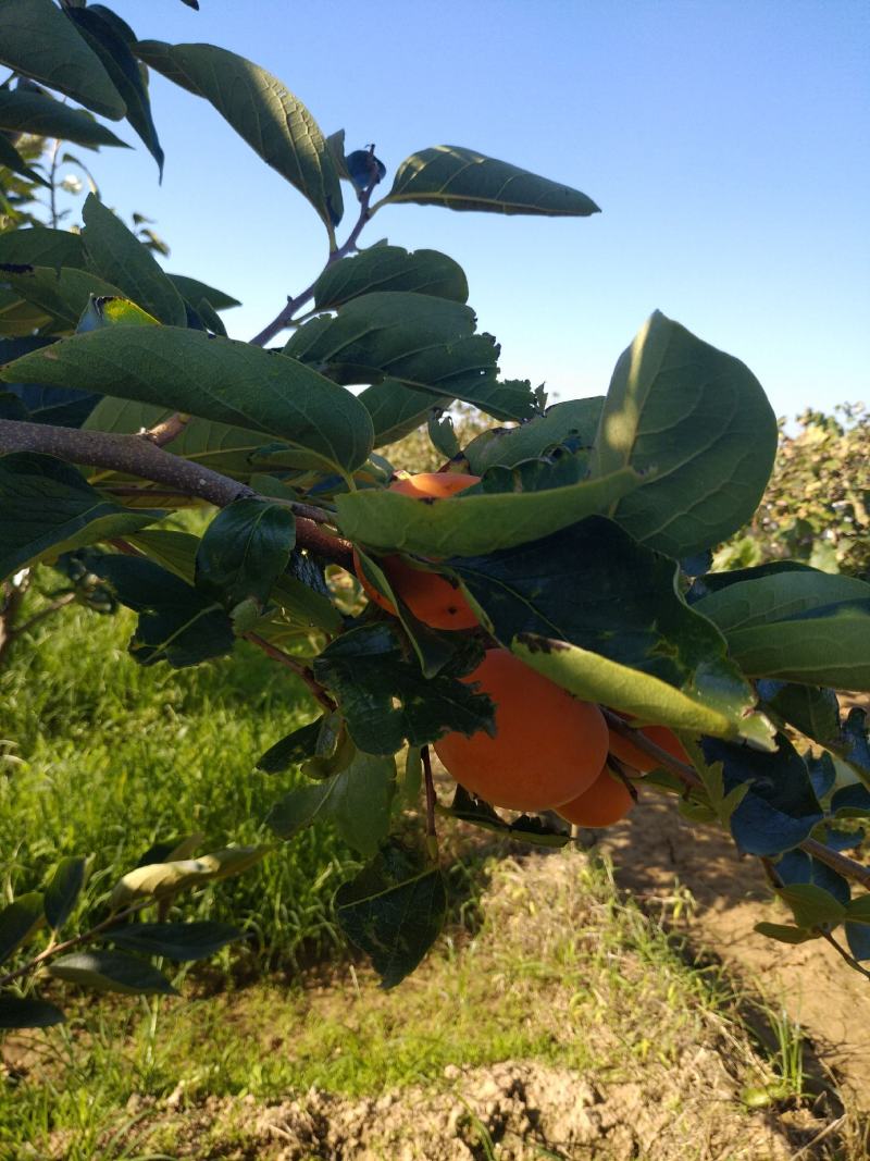 甜柿子