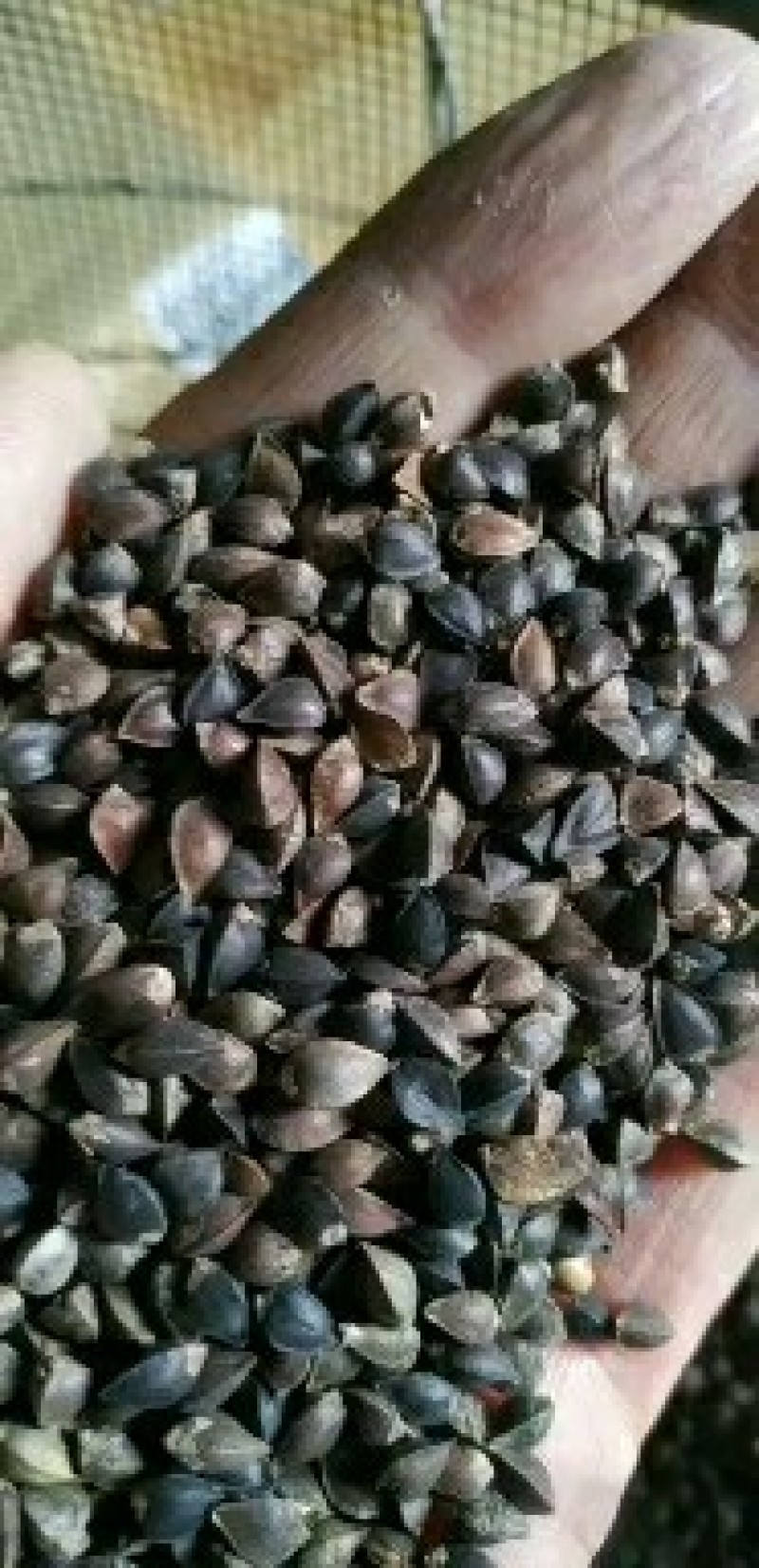 荞麦，西北纯红花小颗粒（精选净粮）批发，2024年新粮，