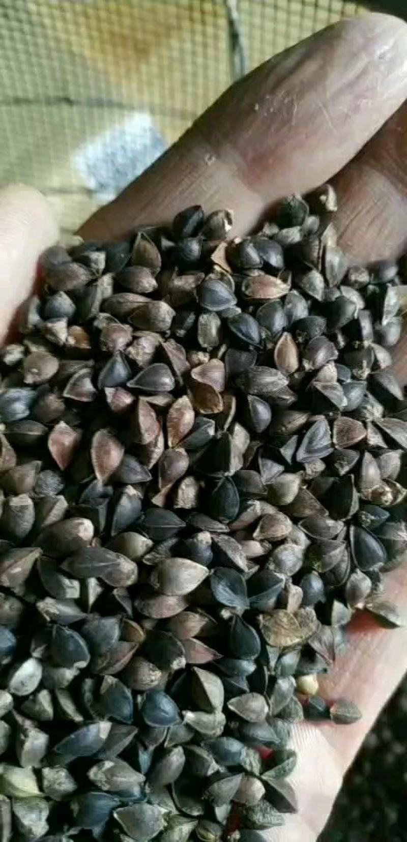 荞麦，西北纯红花小颗粒（精选净粮）批发，2024年新粮，