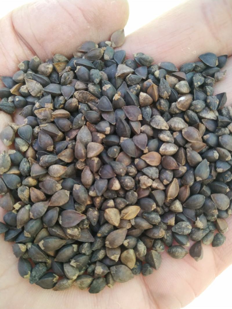 荞麦，西北纯红花小颗粒（精选净粮）批发，2024年新粮，
