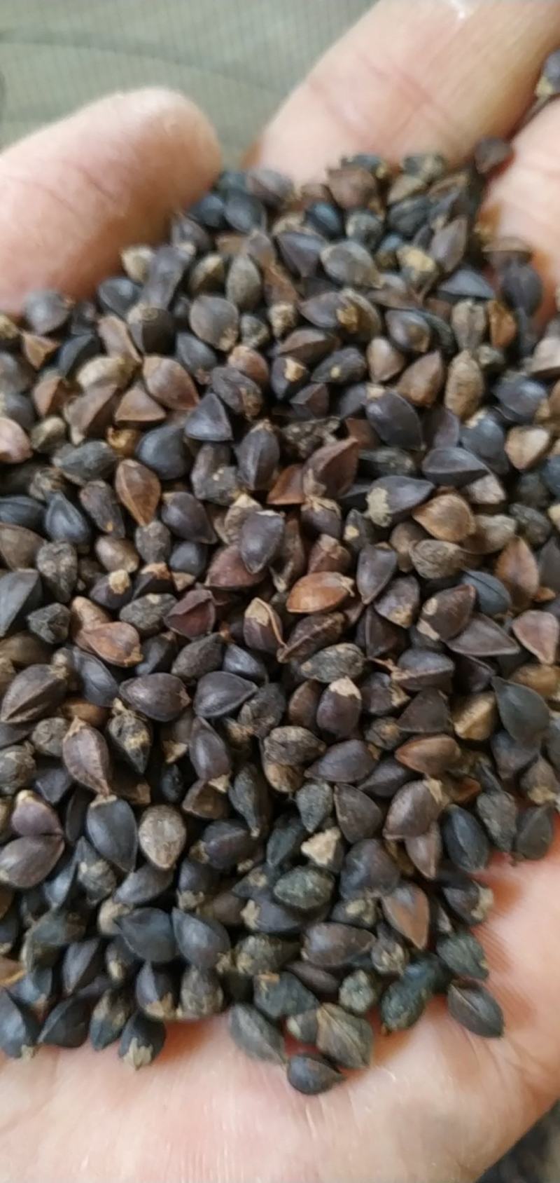 荞麦，西北纯红花小颗粒（精选净粮）批发，2024年新粮，