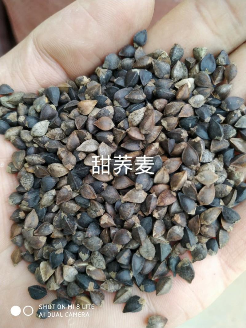 荞麦，西北纯红花小颗粒（精选净粮）批发，2024年新粮，