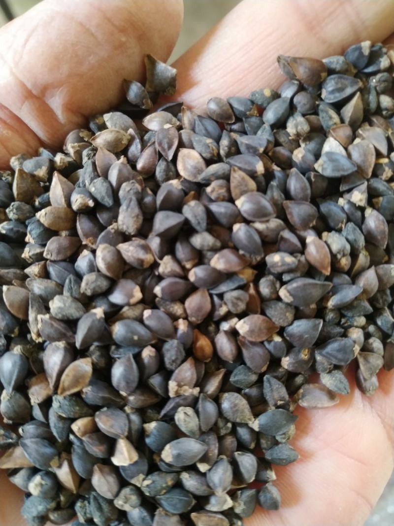 荞麦，西北纯红花小颗粒（精选净粮）批发，2024年新粮，