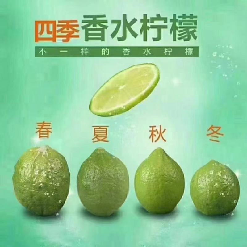 准备三两天开摘5一6百斤