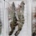 大虎虾超大黑虎虾大虾斑节虾大明虾海捕活冻虎虾