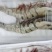 大虎虾超大黑虎虾大虾斑节虾大明虾海捕活冻虎虾