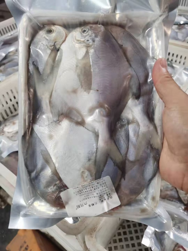 鲳鱼新鲜银鲳鱼鲜活速冻海鲜水产海鱼白鲳鱼海鲜批发