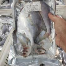 鲳鱼新鲜银鲳鱼鲜活速冻海鲜水产海鱼白鲳鱼海鲜批发