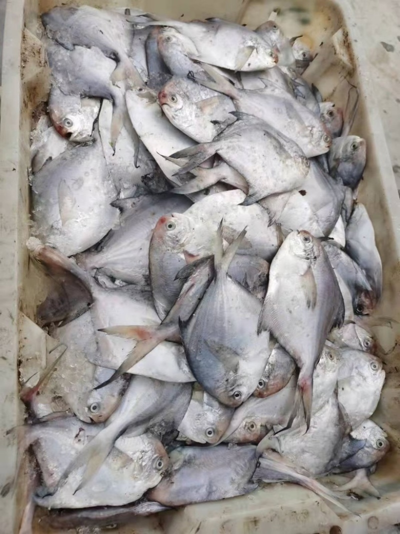 鲳鱼新鲜银鲳鱼鲜活速冻海鲜水产海鱼白鲳鱼海鲜批发