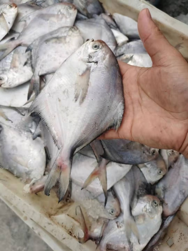 鲳鱼新鲜银鲳鱼鲜活速冻海鲜水产海鱼白鲳鱼海鲜批发