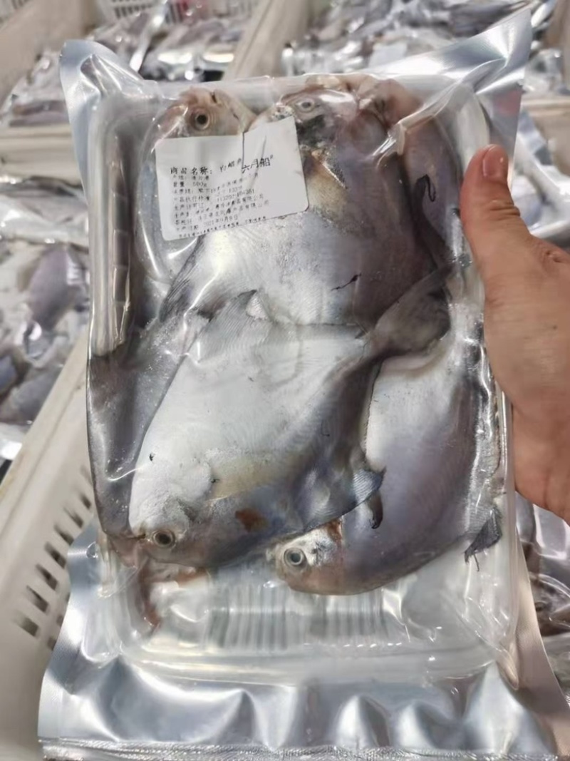 鲳鱼新鲜银鲳鱼鲜活速冻海鲜水产海鱼白鲳鱼海鲜批发