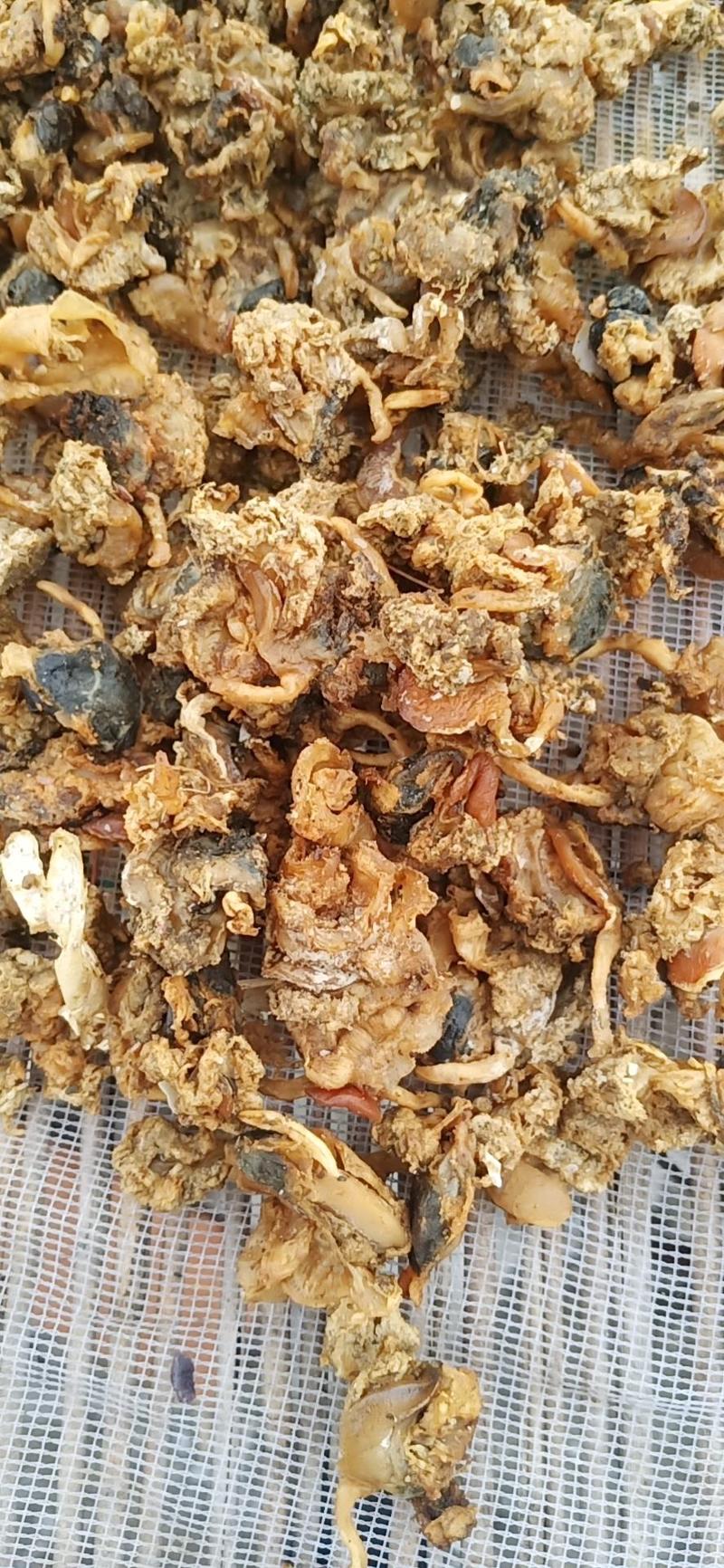 渤海饲料级扇贝扇贝蛋边干度好用于螃蟹龙虾料金刚虾投食方便