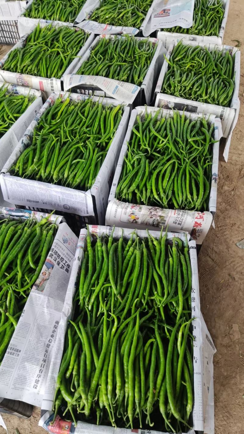 河南夏邑301辣椒，苏椒，线椒绿色食品，无杂色产地直供