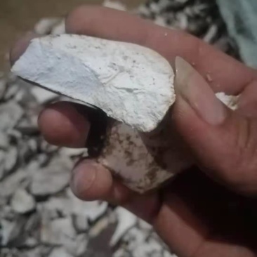 进口木薯干片