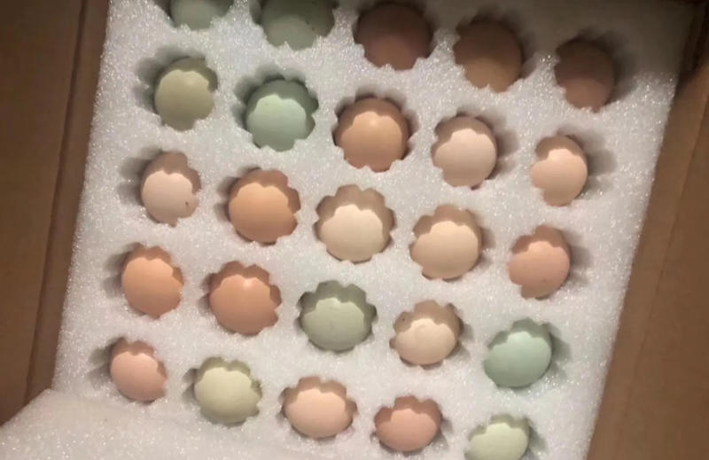 粉绿壳土鸡种蛋